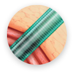 Barbatanas elásticas